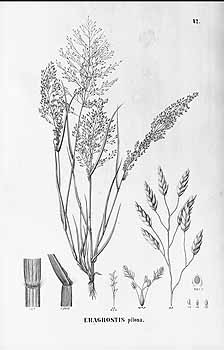 画眉草