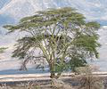 疟疾树