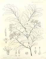 罗得西亚橡胶树