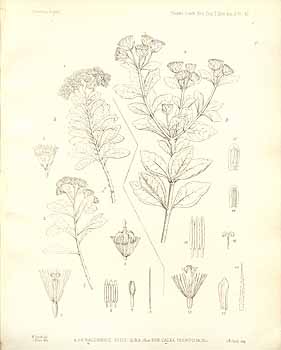 梦幻草
