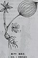 独花兰