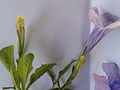 紫莉花