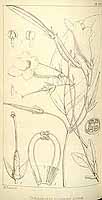 盾叶粗筒苣苔