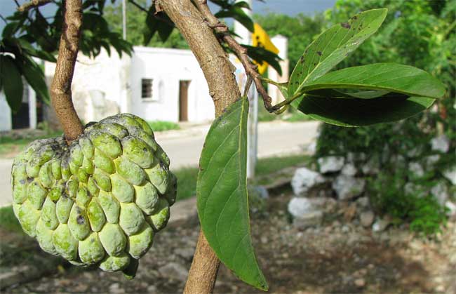 番荔枝