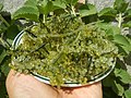 长茎葡萄蕨藻