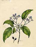 叉枝牡荆