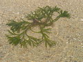刺松藻
