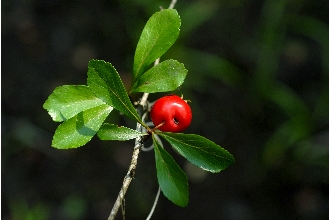 夏花山楂