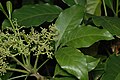 北方蜜茱萸