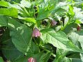 日本欧茛菪