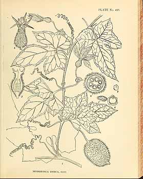 刺苦瓜