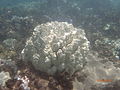珊瑚钙
