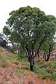非洲榉木
