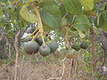 巴西油桃木