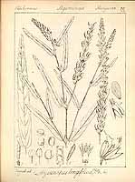 长叶链荚豆