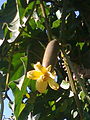 香蕉瓜