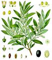 油橄榄（橄榄油）