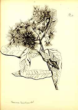 树斑鸠菊