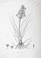 埃塞俄比亚鳞芹