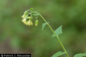 大花布里克尔草