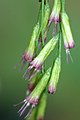 茴芹刺柱菊