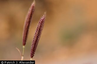 虎尾草（禾本科）