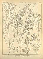 长叶色萼花