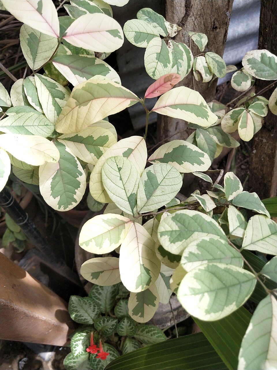 卵叶土蜜树