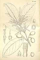 良木金蜜果