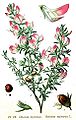 刺芒柄花