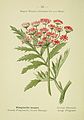 大茴芹