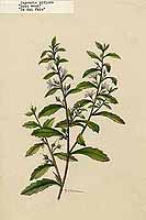 山羊草 山羊草