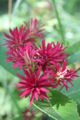 黑斑鸠菊