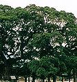 孟加拉榕树