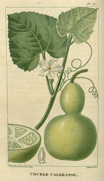 葫芦（瓠子）