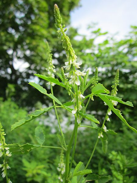 白花草木犀