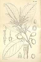 良木金蜜果