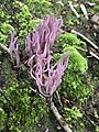 堇紫珊瑚菌