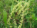 山萆薢 山萆薢