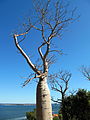 澳洲猴面包树