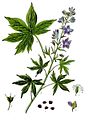 毒虱花