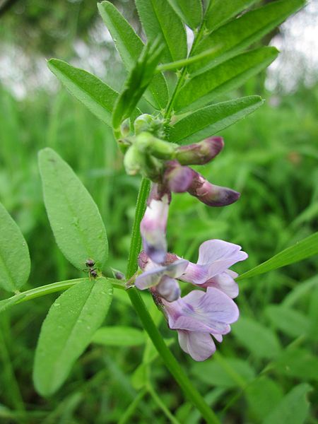 灌木野豌豆