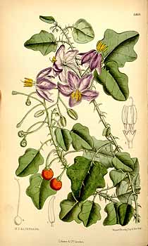 紫果豌豆茄