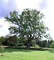 欧洲白蜡树