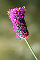 紫色达利菊