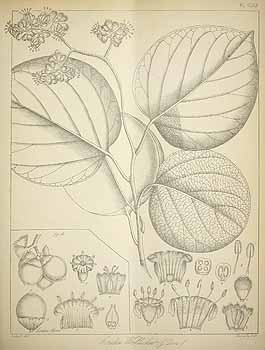 破布木