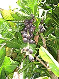 食用玉蕊