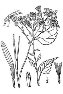大叶北美紫菀