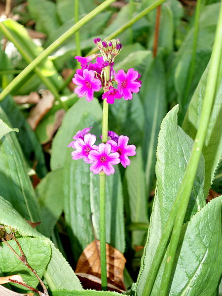 海仙花